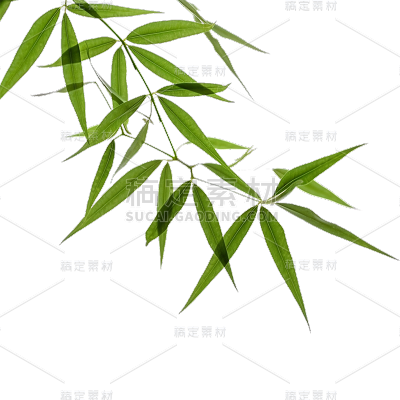 绿色树叶静态贴纸