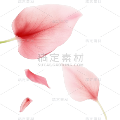 浪漫玫瑰花瓣