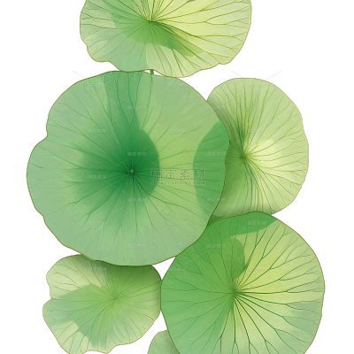 夏季节气清新感荷叶莲蓬池塘插画元素