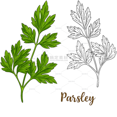 植物系列欧芹元素插画组合（td）