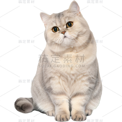 动物系列通用写实英短猫猫贴纸元素素材