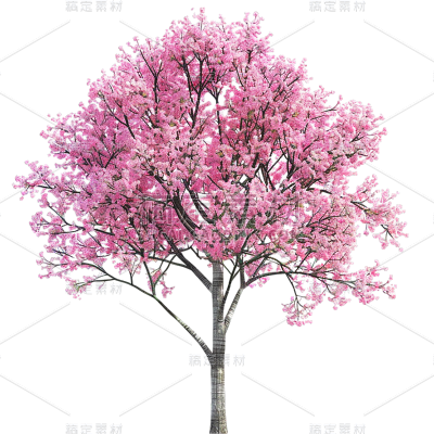 植物实景粉色单棵樱花树元素素材