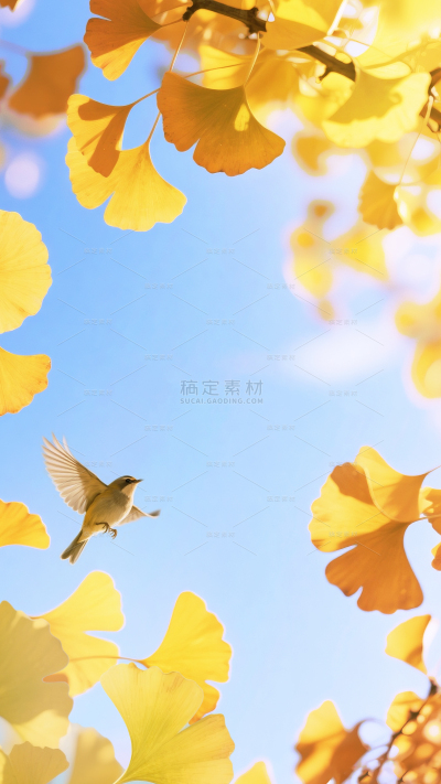 秋天实景光影感银杏叶天空背景