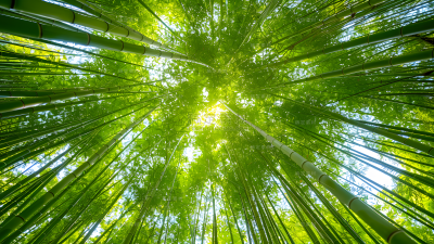 植物通用实景仰视竹林背景场景图片素材