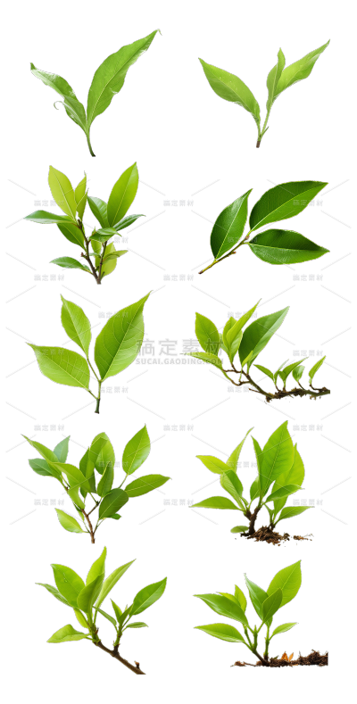 2309SC-素材组合-树叶贴纸-小叶子