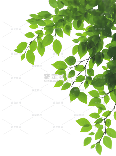 植物系列写实树叶边框贴纸