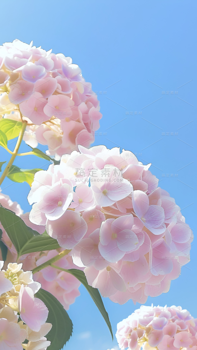 植物系列实景感蓝天阳光下的绣球花背景
