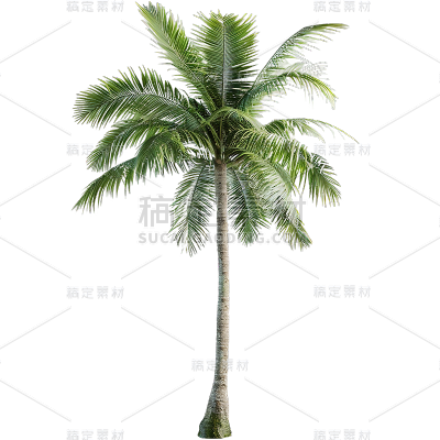 植物通用实景绿色椰子树元素素材