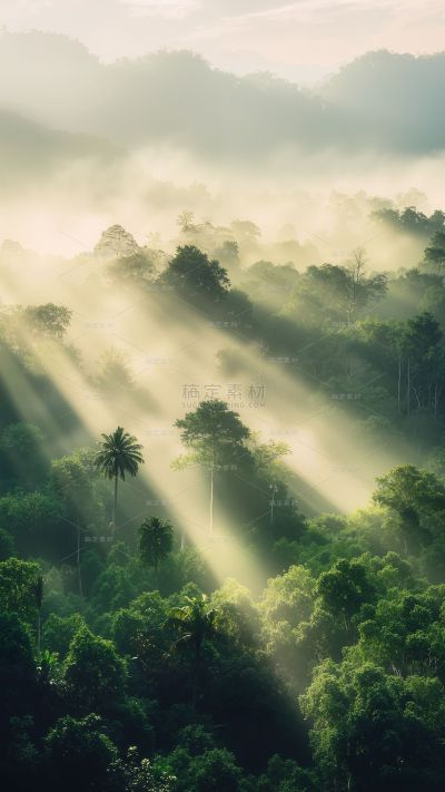 风光系列实景森林雾场景背景