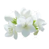 茉莉花插画