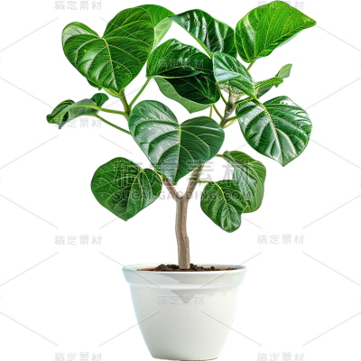 植物通用实景盆栽绿植元素素材