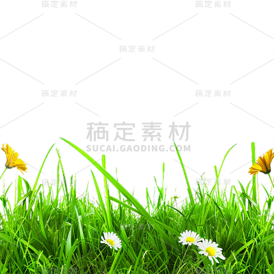 植物通用实景绿色长草地元素素材