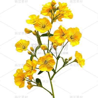 植物通用实景黄色油菜花花朵元素素材