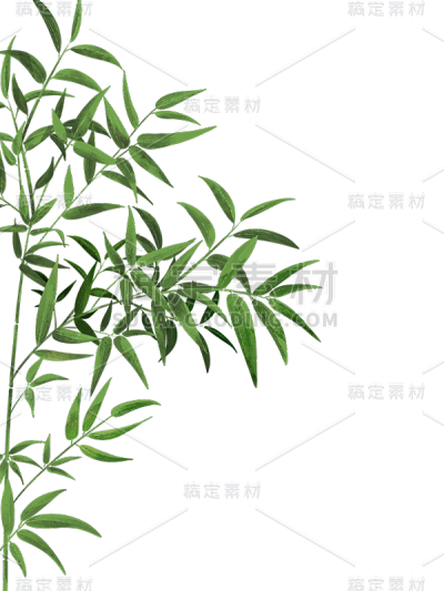 通用手绘插画竹子植物边框