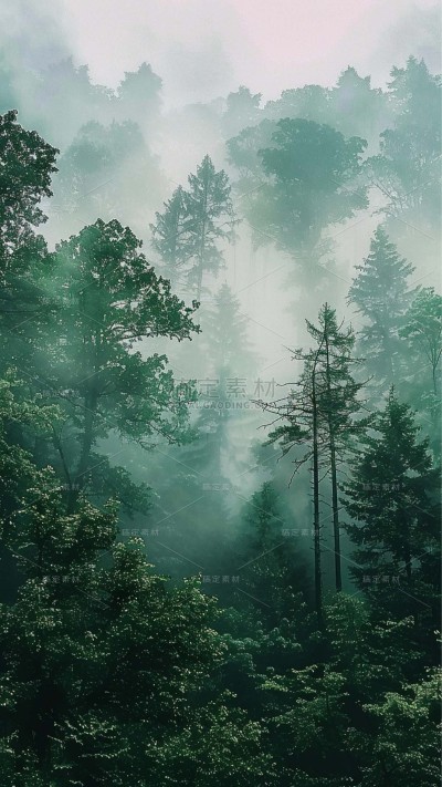 植物实景森林场景背景图片素材
