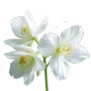 茉莉花瓣