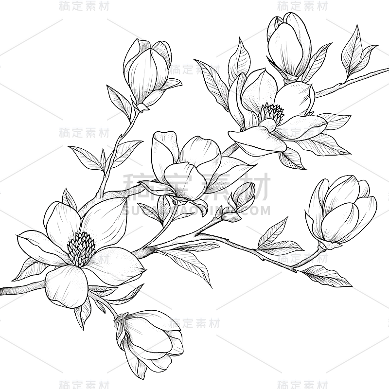 常规系列通用插画线条鲜花元素素材