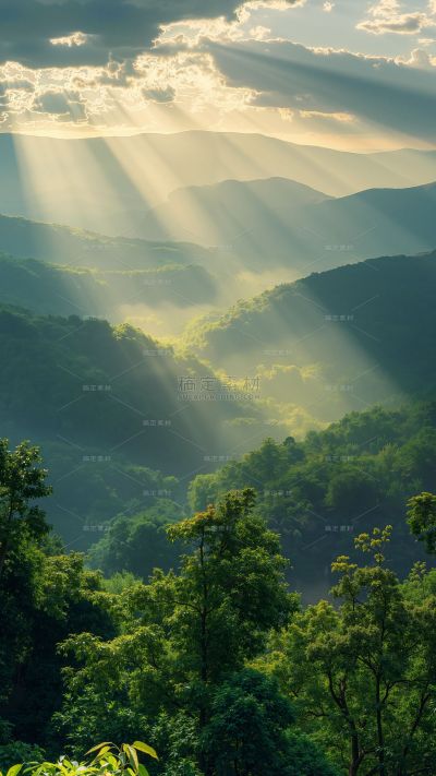风光系列实景森林雾场景背景