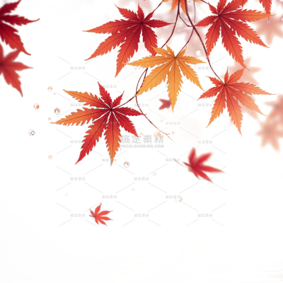秋天实景感枫叶水珠插画元素