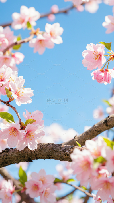  植物系列 唯美感写实春日桃花展台 