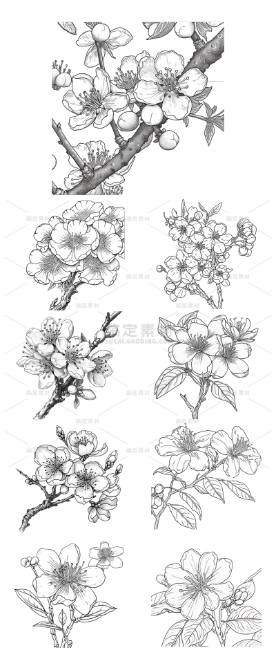 2309SC-素材组合-梅花花朵线稿